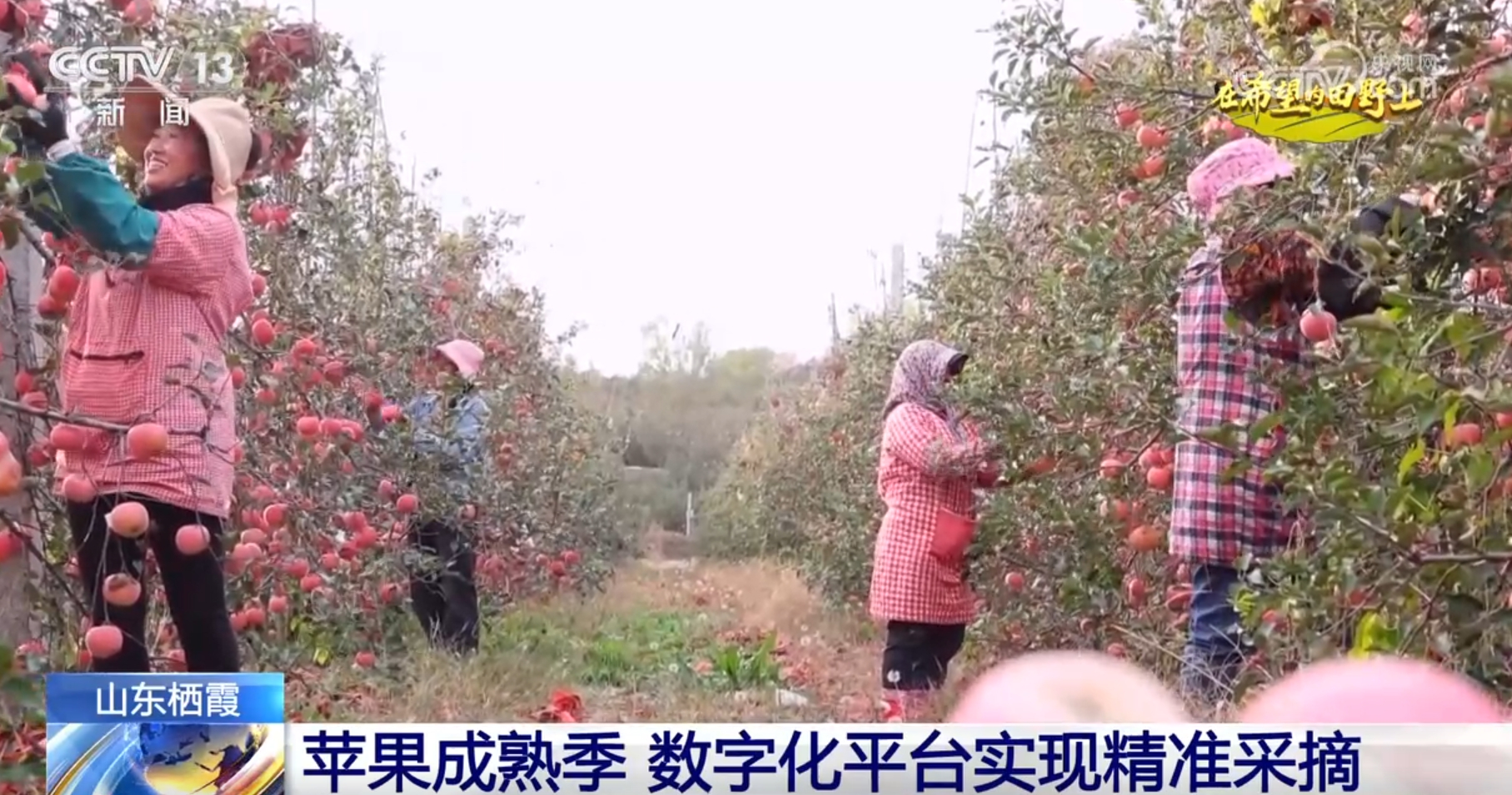 彩“丰”景画卷 农业高“智”量发展行稳致远九游会j9入口登录新版希望的田野上铺展多(图6)